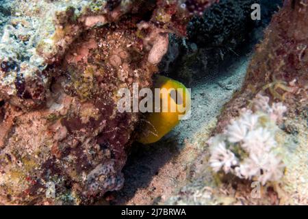 A Sentinel Sea Squirt (Phallusia sp.) in the Red Sea, Egypt Stock Photo