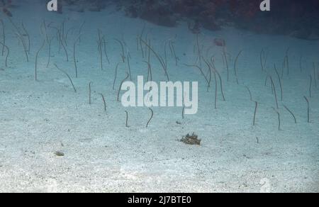 Garden Eels (Gorgasia sillneri) in the Red Sea, Egypt Stock Photo