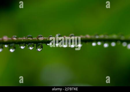 Close up of morning dew freshness on the plant branch, selected focus Stock Photo
