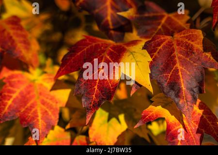 Autum leaf and japanese garden Stock Photo