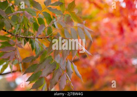 Autumn landscape with colorful deciduous trees and country road in Orange, New South Wales, Australia Stock Photo