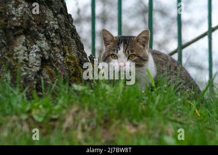 A spotted cat peeks out from behind the grass, near a birch stovbur. Stock Photo