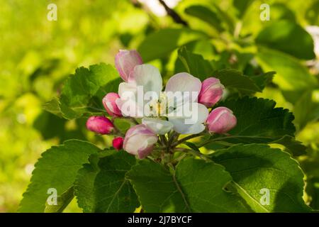 Apple tree twigs with blooming white and pink petal flowers in spring garden. Stock Photo