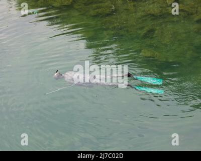 ALANYA, TURKEY - OCT 30, 2021. Spearfisher on the Dimchay river Stock Photo