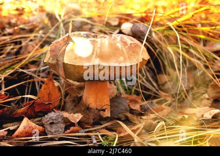 porcini mushroom in sunlight against the background of wilted foliage and grass clouse up Stock Photo