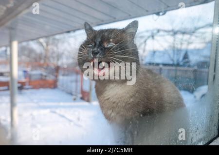 Frosty winter day. Cat outdoor is looking through the window.  Siamese cat. Funny ears and eyes. Background pattern for design. Stock Photo