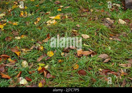 green grass with fallen autumn leaves Stock Photo