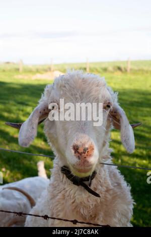 Angora goat looking over a fence. Stock Photo