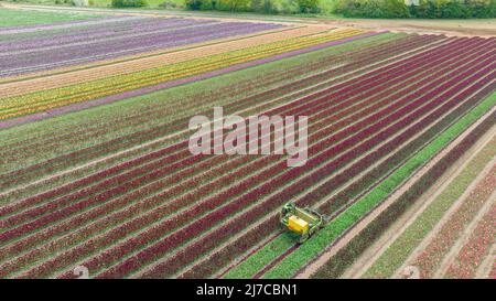Picture dated May 3rd shows the heads of tulips being chopped off in one of Britain’s last remaining bulbfields near King’s Lynn in Norfolk.  Tulips in Britain’s last remaining bulbfields have been brightening up the countryside, but now the 20 million heads have been chopped off. The 130-acres of tulips at family-run Belmont Nurseries in Norfolk turned the landscape into a kaleidoscope of colours when the crop flowered. Now the fabulous flowers have been cut off in their prime so the plant’s energy can go into making the bulbs bigger and these can later be sold. Stock Photo