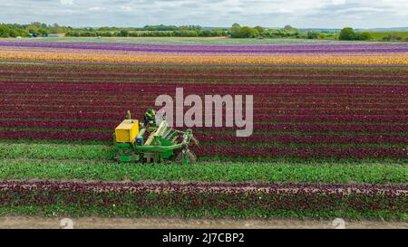 Picture dated May 3rd shows the heads of tulips being chopped off in one of Britain’s last remaining bulbfields near King’s Lynn in Norfolk.  Tulips in Britain’s last remaining bulbfields have been brightening up the countryside, but now the 20 million heads have been chopped off. The 130-acres of tulips at family-run Belmont Nurseries in Norfolk turned the landscape into a kaleidoscope of colours when the crop flowered. Now the fabulous flowers have been cut off in their prime so the plant’s energy can go into making the bulbs bigger and these can later be sold. Stock Photo
