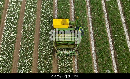 Picture dated May 3rd shows the heads of tulips being chopped off in one of Britain’s last remaining bulbfields near King’s Lynn in Norfolk.  Tulips in Britain’s last remaining bulbfields have been brightening up the countryside, but now the 20 million heads have been chopped off. The 130-acres of tulips at family-run Belmont Nurseries in Norfolk turned the landscape into a kaleidoscope of colours when the crop flowered. Now the fabulous flowers have been cut off in their prime so the plant’s energy can go into making the bulbs bigger and these can later be sold. Stock Photo