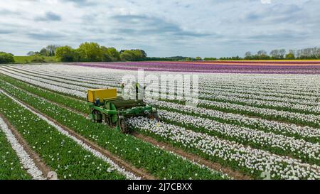 Picture dated May 3rd shows the heads of tulips being chopped off in one of Britain’s last remaining bulbfields near King’s Lynn in Norfolk.  Tulips in Britain’s last remaining bulbfields have been brightening up the countryside, but now the 20 million heads have been chopped off. The 130-acres of tulips at family-run Belmont Nurseries in Norfolk turned the landscape into a kaleidoscope of colours when the crop flowered. Now the fabulous flowers have been cut off in their prime so the plant’s energy can go into making the bulbs bigger and these can later be sold. Stock Photo