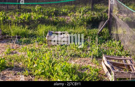 Organic Farming, Snail Farming, Edible snails on wooden snails boards. Production of Snails.Trento province, northern italy Stock Photo