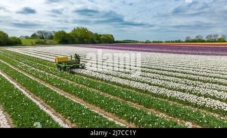 Picture dated May 3rd shows the heads of tulips being chopped off in one of Britain’s last remaining bulbfields near King’s Lynn in Norfolk.  Tulips in Britain’s last remaining bulbfields have been brightening up the countryside, but now the 20 million heads have been chopped off. The 130-acres of tulips at family-run Belmont Nurseries in Norfolk turned the landscape into a kaleidoscope of colours when the crop flowered. Now the fabulous flowers have been cut off in their prime so the plant’s energy can go into making the bulbs bigger and these can later be sold. Stock Photo