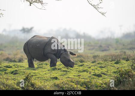 A one horned rhino grazing in the grasslands of the Chitwan National Park in Nepal. Stock Photo