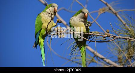 Parakeets eating fruit on a branch of Casuarina tree and blue sky in the background Stock Photo