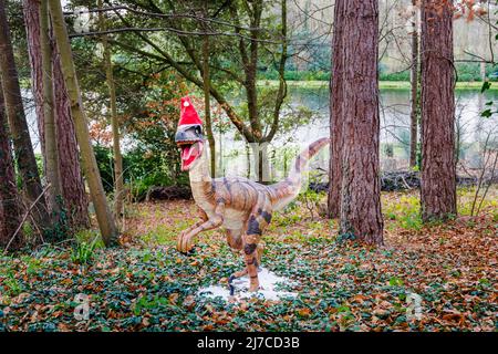 Model of Cretaceous period Deinonychus, a raptor dinosaur, with festive red hat at the family entertainment Snowsaurus event at Painshill Park, Cobham Stock Photo