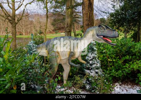 Model of a Jurassic period Allosaurus, a raptor dinosaur, at the annual family entertainment Snowsaurus event at Painshill Park, Cobham, Surrey Stock Photo