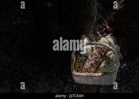 Fresh waxy corn or Sweet glutinous corn in Wicker basket on dark background. Tropical whole grain food, Copy space, Selective focus. Stock Photo