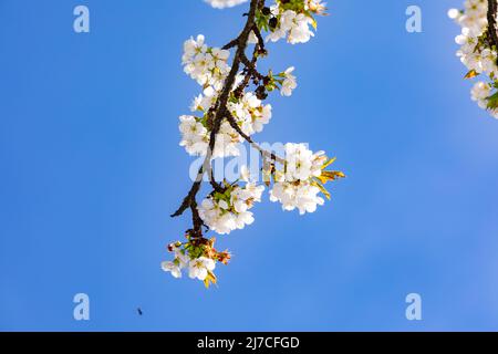 White cherry blossoms on a branch make a fresh and friendly mood in springtime Stock Photo