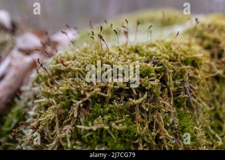 The stump is overgrown with moss. There are mushrooms growing on the beautiful stump. Close-up of a cutted mossy tree Stock Photo