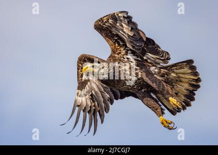 A bald eagle takes flight Stock Photo