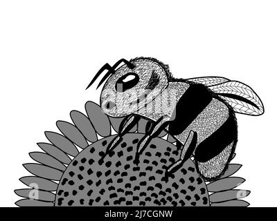 Bee on flower, black and white illustration Stock Vector