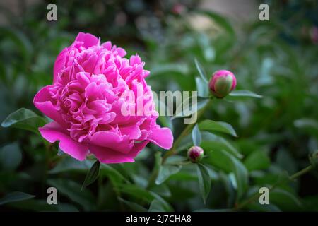 Close up of Peony flower in the garden. Paeonia. Stock Photo