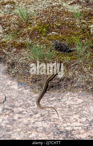 The eastern garter snake, Thamnophis sirtalis sirtalis, is a harmless snake that is normally dark green in colour with three yellow stripes.  Between Stock Photo