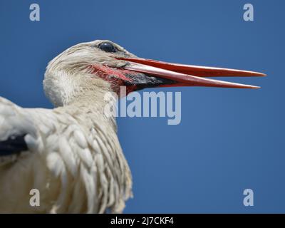 Closeup white stork (Ciconia ciconia) seen from below and on blue sky background, in the Camargue is a natural region located south of Arles in France Stock Photo