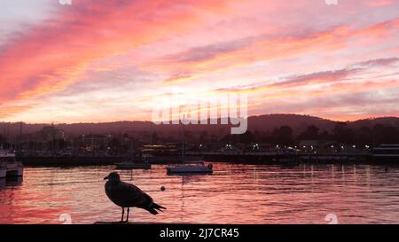 Seagull bird on pier, harbor port, seaport, dock or old fishermans wharf. Yacht sail boats in Monterey bay marina near Cannery Row, California coast, USA. Pink purple dramatic sunset sky. Calm water. Stock Photo