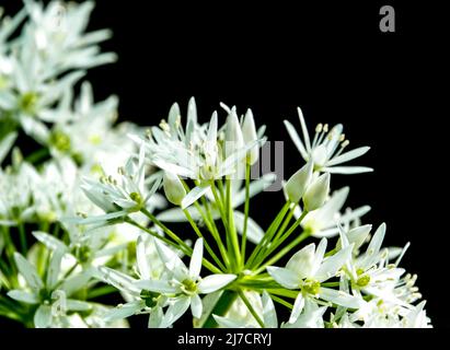 close up of wild white Milky Star flowers (Ornithogalum umbellatum) in early summer Stock Photo