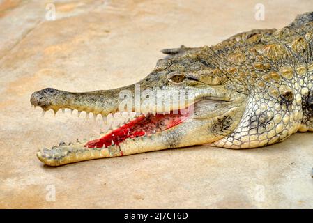 West African slender-snouted crocodile (Mecistops cataphractus) opening the mouth Stock Photo