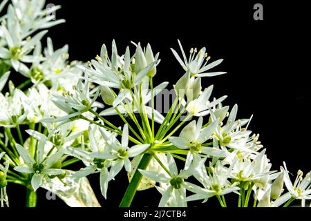 close up of wild white Milky Star flowers (Ornithogalum umbellatum) in early summer Stock Photo