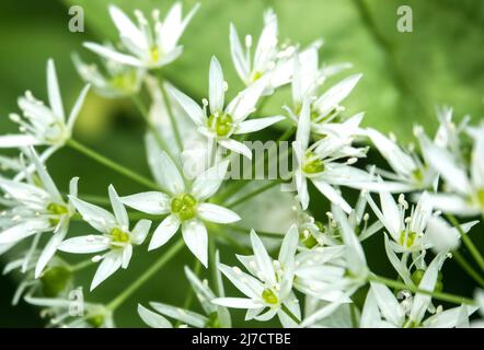 close up of wild white Milky Star flowers (Ornithogalum umbellatum) in early summer Stock Photo