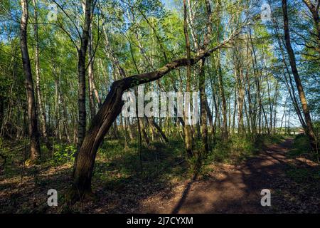 Germany, Senden (Westfalen), Muensterland, Westphalia, North Rhine-Westphalia, NRW, Senden-Venne, Venne Moor, conservation area, nature reserve, former raised bog, moory landscape Stock Photo