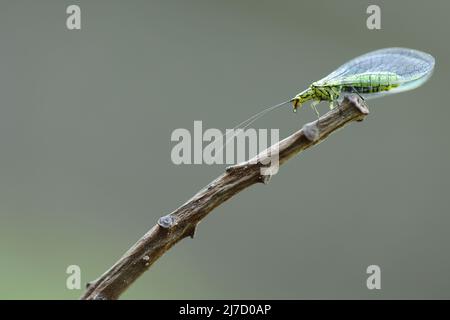 Common green lacewing sitting on a little branch green fly in the nature Stock Photo