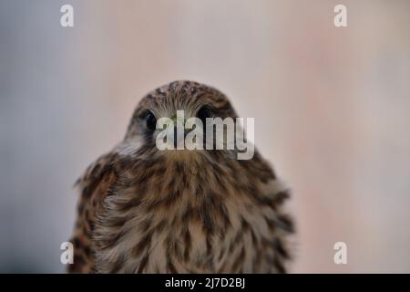 Close up detail head of young common kestrel Stock Photo