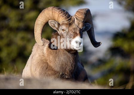 Closeup of a large bighorn sheep resting Stock Photo