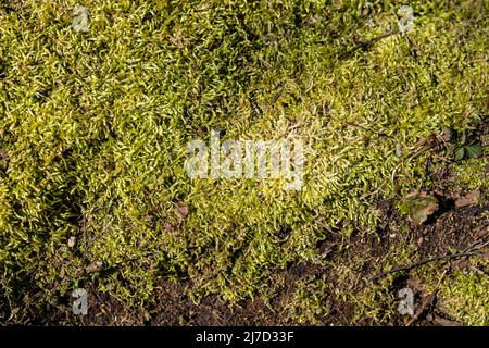 Texture of green moss. Abstract background of outdoor plants in the nature. Woodland environment with plants that are growing in humid areas. Stock Photo
