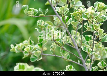 Mistletoe Fig, Mistletoe Rubber Plant or Ficus deltoidea Stock Photo