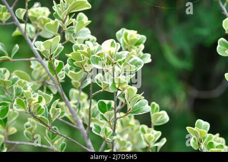 Mistletoe Fig, Mistletoe Rubber Plant or Ficus deltoidea plant Stock Photo