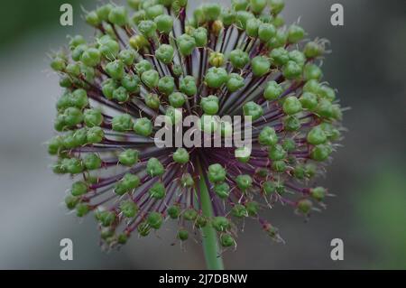 Spherical Allium Purple Sensation has faded - still very decorative flower in the summer garden Stock Photo