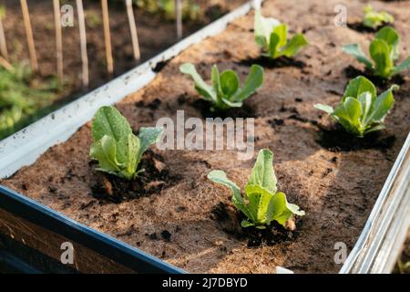 Lettuces in a raised bed with a jute fleece mat to supress weed growth.