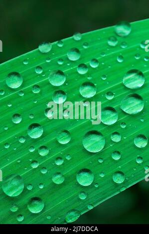 Raindrops on an Iris leaf Stock Photo