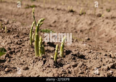 Green asparagus shoots on a field near Petershagen in East-Westphalia (Germany)