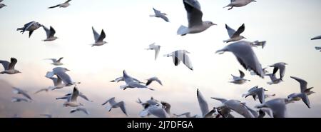 A lot of seagulls fly against the background of the evening sky as a backdrop Stock Photo