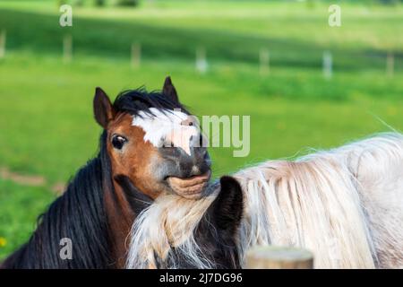natural, scenery, pony, bonding, healthy, outside, recreation, hair, riding, friendship, stunning, animals, head, Stock Photo