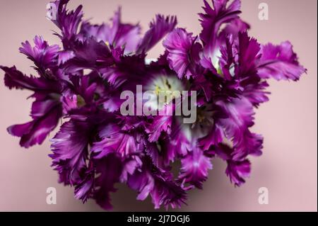 Beautiful Fully Open Bunch of Purple Parrot Style Tulips on pink background, spring holiday concept, art background, copy space Stock Photo