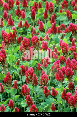 Crimson clover (Trifolium incarnatum). Also known as Italian clover Stock Photo